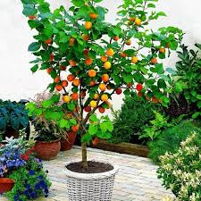 We have over 150 varieties of bare root trees. Buy Dwarf Apricot Tree Bare Rooted Bakker Com Dwarf Fruit Trees Miniature Fruit Trees Fruit Trees