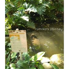 Check spelling or type a new query. 5 Hal Unik Yang Bisa Ditemui Di Godong Ijo Rumika S Journey