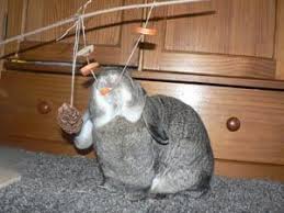 Divertir Son Lapin Et Enrichir L Environnement Jeux Et Jouets Pour Lapins La Dure Vie Du Lapin Urbain Jouet Pour Lapin Jeu Pour Lapin Lapin