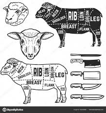 lamb cuts butcher diagram design element for poster menu