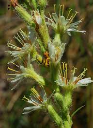 Image result for Nesaea aspera