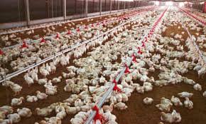 At least 90 percent of food animals in the u.s. If Consumers Knew How Farmed Chickens Were Raised They Might Never Eat Their Meat Again Farming The Guardian
