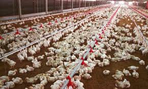 What kind of factors influenced our costs? If Consumers Knew How Farmed Chickens Were Raised They Might Never Eat Their Meat Again Farming The Guardian