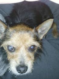 Love those wire hair fox terriers!!! Have You Seen Junior The Lost Dog West Seattle Blog