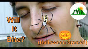 Though moderately difficult to control, a regular pest control service should reduce or exterminate the millipede population around a home or building. Giant Garden Spider Encountered Are They Dangerous Halloween Special 2018 Youtube