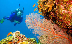 Scuba Diving In Andaman Book Now Get Flat 14 Off