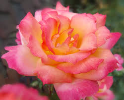 Passion, desire and fierce love Schererbeautifulliving On Ebay Beautiful Flowers Rose Beautiful Roses