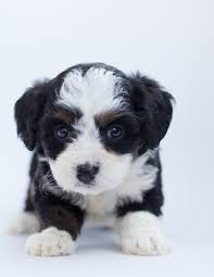 Favorite this post may 12 Black And White Maltese Puppy Free Stock Photo