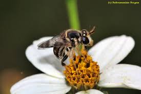 Image result for Dysphania congolana