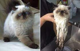The Before And After Effects Of Animal Bath Time 16 Pics Funny Animals Animals Animal Photo