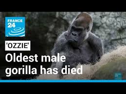 Image result for Ozoroa homblei