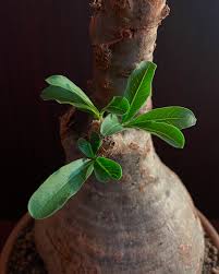 Image result for Pachypodium lealii