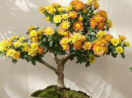 A potted chrysanthemum dwarfed and trained to an artistic shape. Mum Bonsai