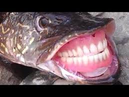 Attaque le plus grand par par amusement amusement piscine réal requin requins côté jouets mondes octonautes surprise hobbyk. Le Plus Gros Poisson Du Monde Fishing Planet Youtube