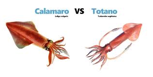 Vediamo come riconoscerli e quali sono queste differenze. Qual E La Differenza Tra Totani E Calamari Innaturale