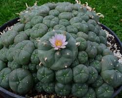 Image result for Loxodera caespitosa