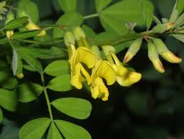 Image result for Aeschynomene multicaulis