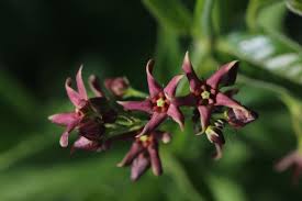 Image result for Vincetoxicum monticola