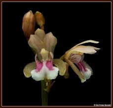 Image result for Oeceoclades maculata