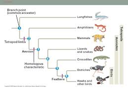 Common descent is a concept in evolutionary biology applicable when one species is the ancestor of two or more species later in time. Descent With Modification A Darwinian View Of Life Ppt Download