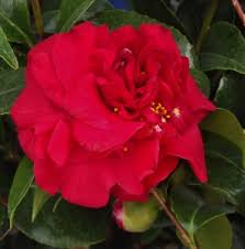 We did not find results for: Spring Flowering Camellias Mike S Garden Top 5 Plants