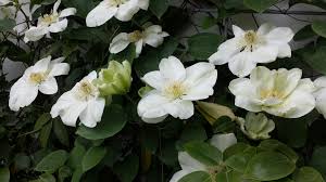 We did not find results for: Clematis Star Of India Clematis In Seattle