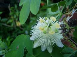 Image result for Passiflora subpeltata