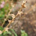 Image result for Otomeria