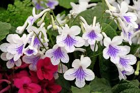Image result for Streptocarpus kamerunensis