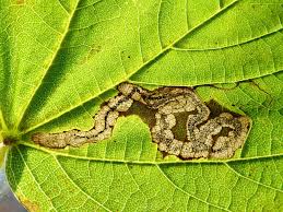 Image result for Stigmella speciosa