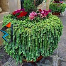 20 Beste Sukkulentengarten Fur Innen Und Aussenbereich Hajarfresh Com Beste Enbereich Hajarfresh Innen Sukkulentengarten Diy Garden Dek Sukkulenten Garten Pflanzen