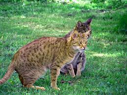 Ocicat Http Es Wikipedia Org Wiki Ocicat Http En Wikipedia Org Wiki Ocicat Ocicat Cat Breeds Ocicat Cat