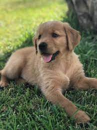 He also wanted a dog with a love for water and the ability to retrieve. View Ad Golden Retriever Puppy For Sale Near South Carolina Myrtle Beach Usa Adn 93917