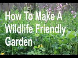 Maybe you would like to learn more about one of these? How To Make A Wildlife Friendly Garden Youtube