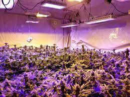 Great prices on growing led lights & more lighting. Led Grow Lights For Marijuana
