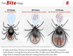 Image result for infected tick bite