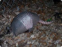 Nine Banded Armadillo In Florida Not Native Invasive Species Invasive Species Armadillo Florida