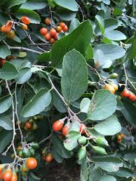 Image result for Cordia monoica