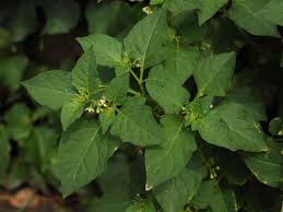 Image result for Solanum memphiticum