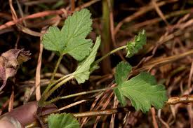 Image result for Pelargonium whytei