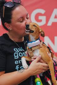 Shelby is enjoying her first Canadian Christmas and hopes all dogs will  find homes for of love 🎄💕🐾 Merry Christmas too to all the EGP volunteers  who bring us these beautiful creatures