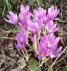 How To Grow Autumn Crocus Meadow Saffron For Fall Color Crocus Flower Plants Crocus