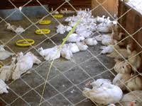 Apakah mata terasa kering karena terlalu lama menatap layar komputer atau kelelahan? Panduan Ternakan Itik Teratak Maya Tempatku Lepak