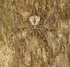 Image result for Stemodiopsis