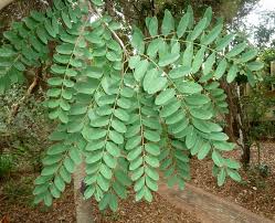 Image result for Cassia abbreviata