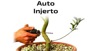 Auto Injerto Tipos De Injerto Nº2 Youtube Ficus Herbolaria Bonsai