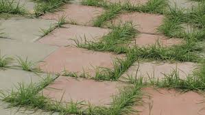 The oil in soap can break down waxy or hairy weed surfaces, making them vulnerable to desiccants. How To Permanently Get Rid Of Weeds In A Driveway Insightweeds
