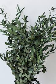 Image result for Eucalyptus