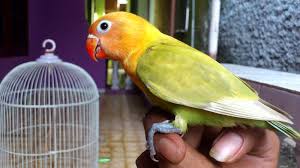 21 Cara Merawat Lovebird Paud Atau Balibu Agar Cepat Fighter Di Lomba Burung