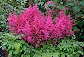 Astilbe plants grow best in part shade but can also grow in full sun or full shade. The Different Types Of Astilbe Photos Growing Tips Garden Lovers Club